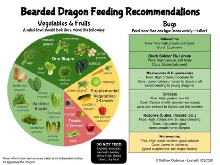 Understanding Beardies and Their Diet: Can Beardies Eat Cucumber?